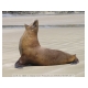 147_Sea Lions.jpg